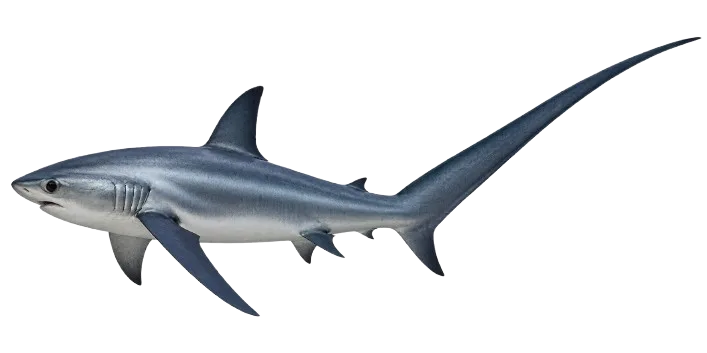 Thresher Shark